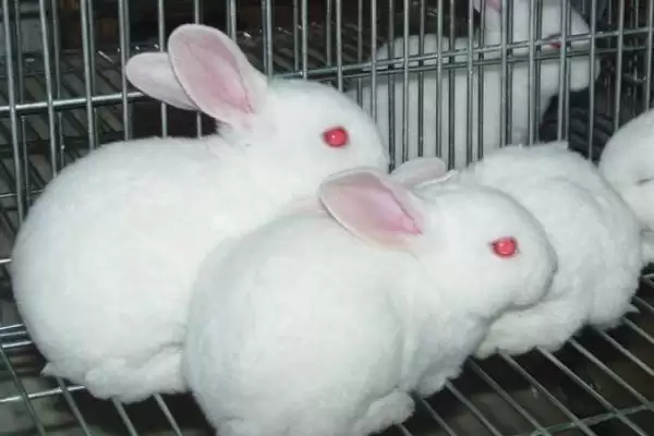 农村兔子养殖要点：注意养殖密度的科学管理插图1