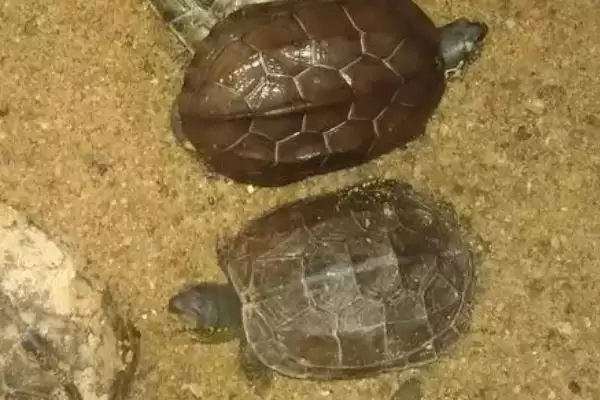 乌龟公母怎么区分？了解乌龟公母区分方法要掌握哪些关键的形态和生理特征要点？插图3