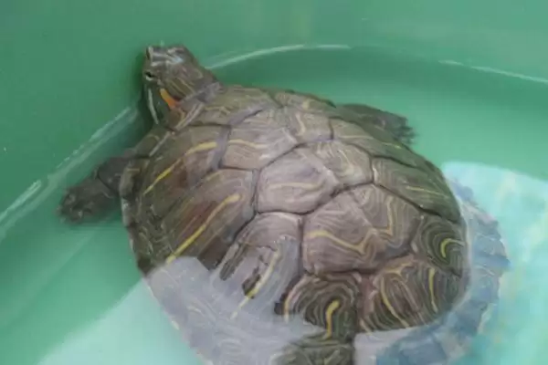 乌龟的正确饲养方法?饲养乌龟要掌握哪些涵盖饮食、环境和健康管理的要点?插图3 乌龟的正确饲养方法?饲养乌龟要掌握哪些涵盖饮食、环境和健康管理的要点?插图3