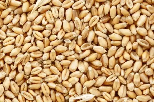 小麦一亩用种量的要点和判断?确定小麦一亩用种量需注意什么?插图2 小麦一亩用种量的要点和判断?确定小麦一亩用种量需注意什么?插图2