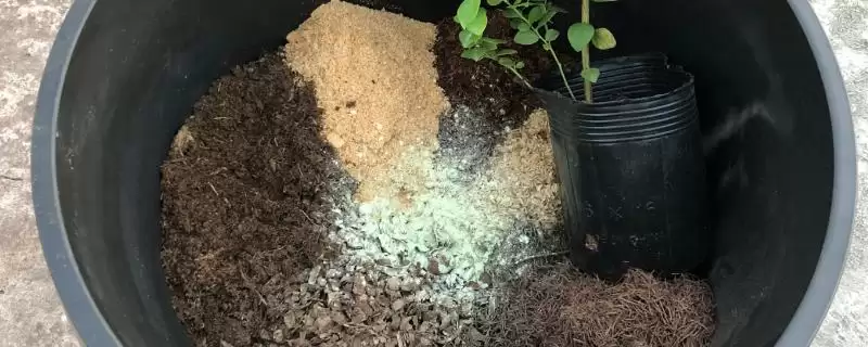 种植蓝莓的土壤配方和要点?种植蓝莓配土需掌握哪些关键?-会东网