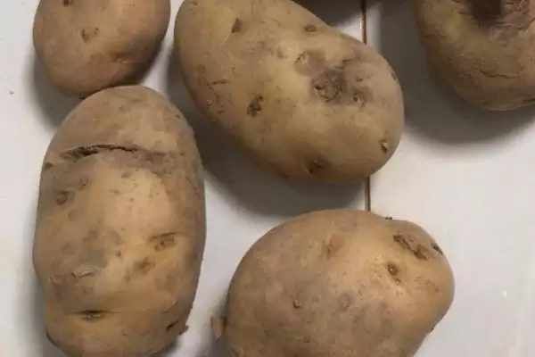 马铃薯为什么会腐烂 ,马铃薯根块过大有何影响插图4 马铃薯为什么会腐烂 ,马铃薯根块过大有何影响插图4