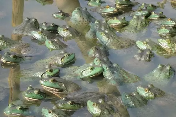 牛蛙越冬的注意事项:冬眠前增膘的关键准备插图4 牛蛙越冬的注意事项:冬眠前增膘的关键准备插图4