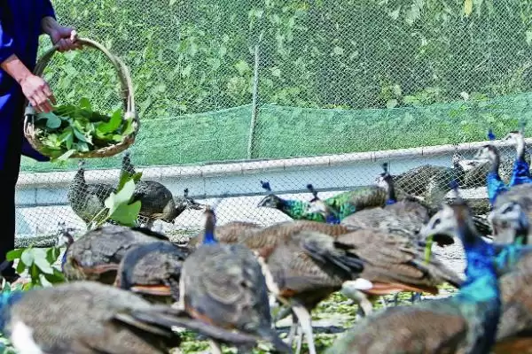 特种养殖简介?认识特种养殖要了解哪些关键的养殖范畴和发展要点?插图2 特种养殖简介?认识特种养殖要了解哪些关键的养殖范畴和发展要点?插图2