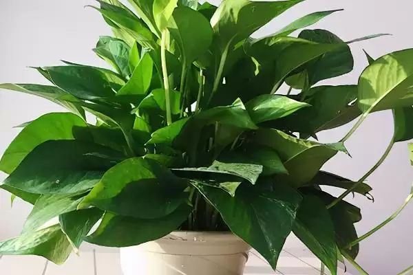 绿萝能不能去除甲醛 ,绿萝除甲醛的效果怎么样插图3