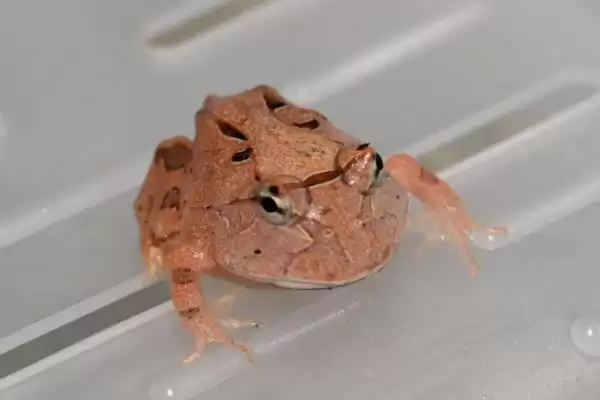 角蛙的饲养方法 ,饲养角蛙需要注意哪些方面插图12