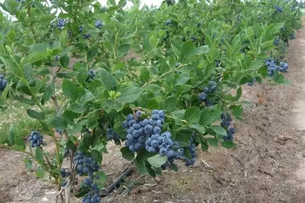 蓝莓的生长位置 ,蓝莓长在怎样的植株上呢？插图1