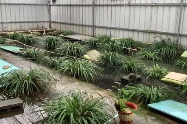 石蛙苗的养殖方法?养殖石蛙苗要掌握哪些关键的饲养管理方法?插图6 石蛙苗的养殖方法?养殖石蛙苗要掌握哪些关键的饲养管理方法?插图6