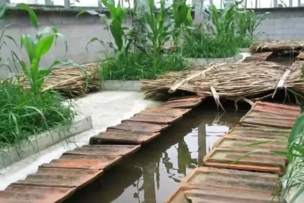 石蛙苗的养殖方法?养殖石蛙苗要掌握哪些关键的饲养管理方法?插图4 石蛙苗的养殖方法?养殖石蛙苗要掌握哪些关键的饲养管理方法?插图4