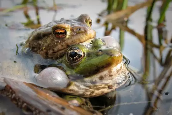 青蛙的卵裂方式解析:有丝分裂的过程及意义插图2 青蛙的卵裂方式解析:有丝分裂的过程及意义插图2