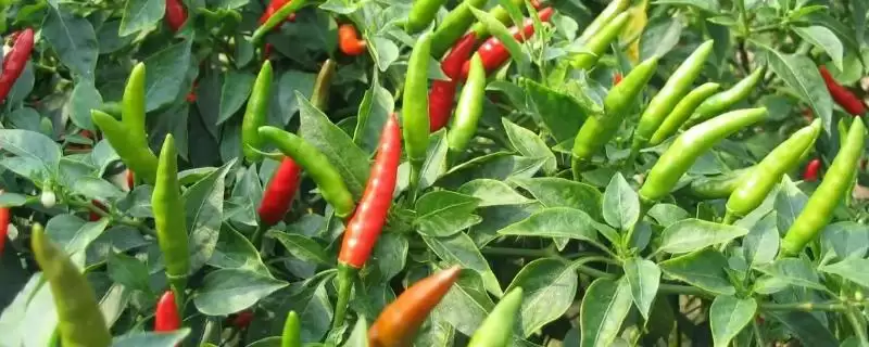 掌握指天椒种植技术的方法和重点？掌握指天椒种植技术要做好哪些细节？-会东网
