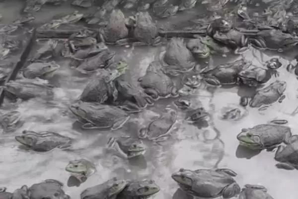 石蛙苗的价格及养殖技术?了解石蛙苗价格和养殖技术要注意什么?插图5 石蛙苗的价格及养殖技术?了解石蛙苗价格和养殖技术要注意什么?插图5