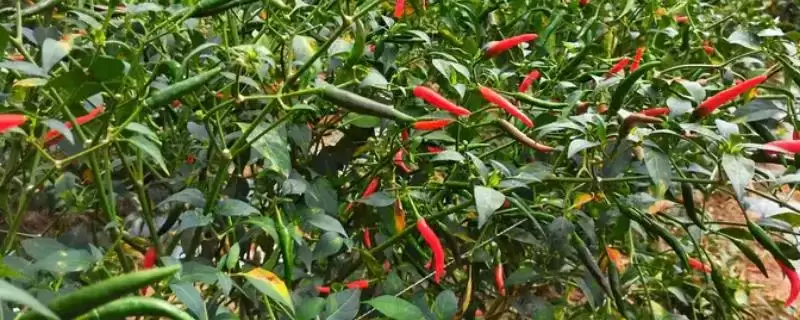 小米辣栽培的技术和要点？栽培小米辣需掌握哪些关键技术环节？-会东网