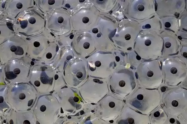 青蛙的卵裂方式解析:有丝分裂的过程及意义插图3 青蛙的卵裂方式解析:有丝分裂的过程及意义插图3