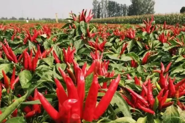 种植朝天椒的施肥方法和重点？种植朝天椒施肥需注意什么？插图2