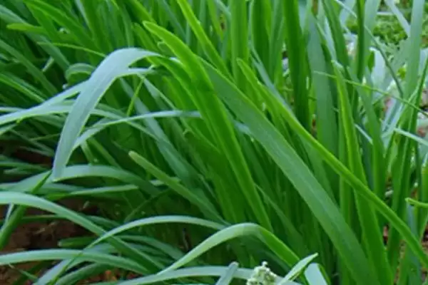 六月蔬菜种植宝典：黄瓜、辣椒、豇豆的高产秘籍插图8