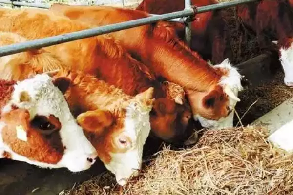 夏季牛采食量减少的应对方法和要点？应对夏季牛采食量问题需注意什么？插图2