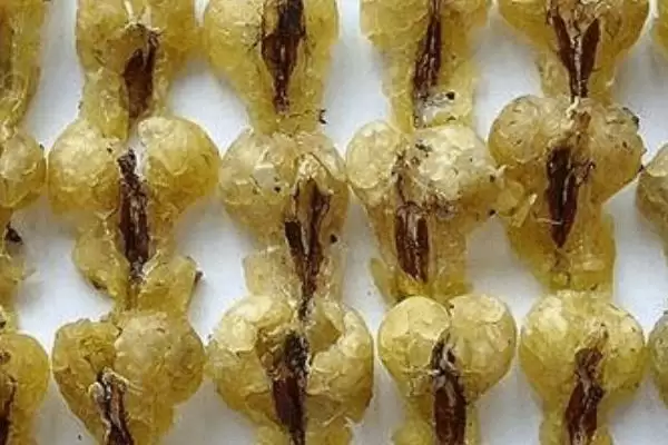 什么是雪蛤?了解雪蛤要知晓哪些关键的生物特性和药用价值?插图2 什么是雪蛤?了解雪蛤要知晓哪些关键的生物特性和药用价值?插图2