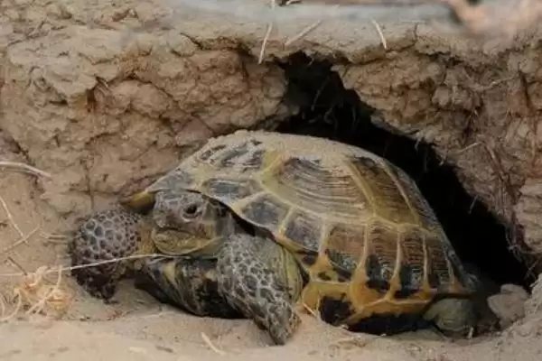 乌龟冬眠时皮肤变红的原因?探究乌龟冬眠皮肤变红原因要考虑哪些健康和环境因素?插图5 乌龟冬眠时皮肤变红的原因?探究乌龟冬眠皮肤变红原因要考虑哪些健康和环境因素?插图5