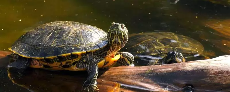 乌龟冬眠的注意事项？乌龟冬眠要遵循哪些重要的环境、温度和健康监测要点？-会东网