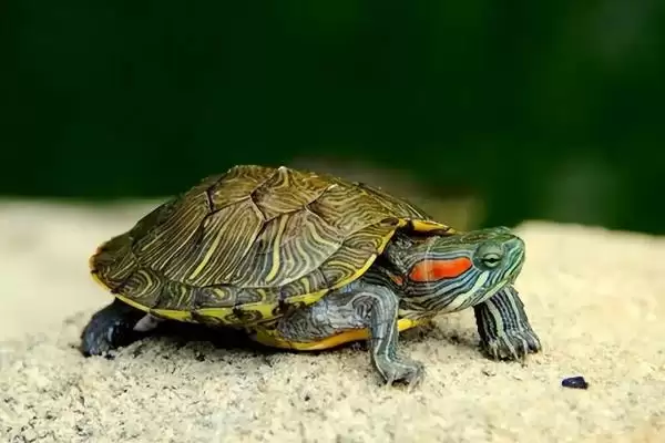 乌龟冬眠时皮肤变红的原因?探究乌龟冬眠皮肤变红原因要考虑哪些健康和环境因素?插图2 乌龟冬眠时皮肤变红的原因?探究乌龟冬眠皮肤变红原因要考虑哪些健康和环境因素?插图2