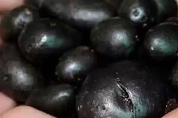 马铃薯有哪些品种可介绍 ,马铃薯品种有哪些颜色插图5 马铃薯有哪些品种可介绍 ,马铃薯品种有哪些颜色插图5