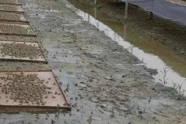 石蛙苗的价格及养殖技术?了解石蛙苗价格和养殖技术要注意什么?插图2 石蛙苗的价格及养殖技术?了解石蛙苗价格和养殖技术要注意什么?插图2