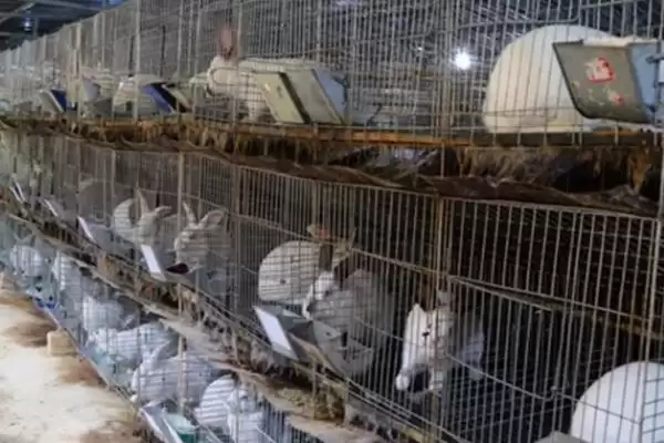 养殖兔子的方法和重点?养殖兔子要做好哪些细节?插图5 养殖兔子的方法和重点?养殖兔子要做好哪些细节?插图5