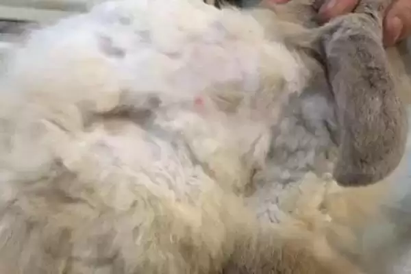 兔子脱毛的原因?探究兔子脱毛原因要考虑哪些兔子生理、饲养和环境因素?插图3 兔子脱毛的原因?探究兔子脱毛原因要考虑哪些兔子生理、饲养和环境因素?插图3