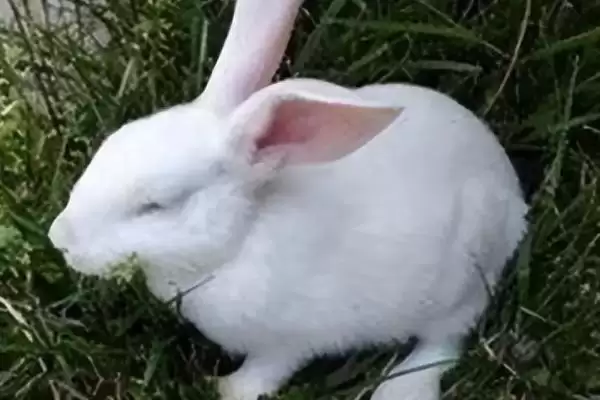 兔子脚皮炎的症状?认识兔子脚皮炎症状要了解哪些关键的病症表现和特征?插图2 兔子脚皮炎的症状?认识兔子脚皮炎症状要了解哪些关键的病症表现和特征?插图2