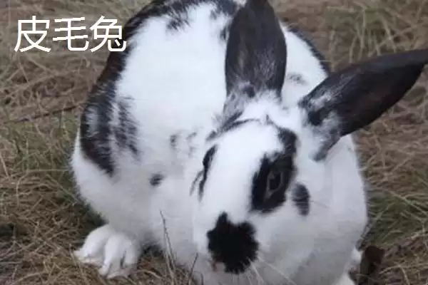 养殖兔子的方法和重点?养殖兔子要做好哪些细节?插图9 养殖兔子的方法和重点?养殖兔子要做好哪些细节?插图9