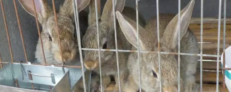 思麻兔的养殖前景？分析思麻兔养殖前景要考虑哪些市场和产业因素？-会东网