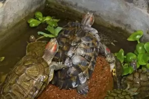 乌龟冬眠放水还是放沙子?判断乌龟冬眠介质选择要考虑哪些乌龟习性和环境因素?插图3 乌龟冬眠放水还是放沙子?判断乌龟冬眠介质选择要考虑哪些乌龟习性和环境因素?插图3