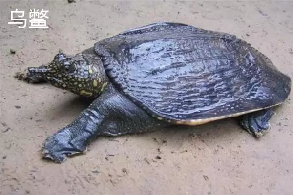 乌鳖是什么?认识乌鳖要了解哪些关键的生物分类、形态和习性要点?插图7 乌鳖是什么?认识乌鳖要了解哪些关键的生物分类、形态和习性要点?插图7