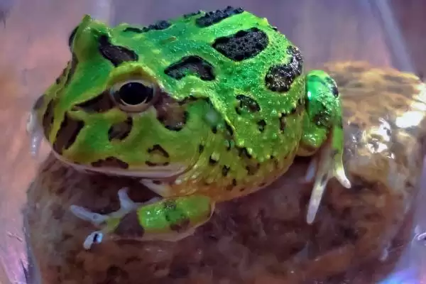 角蛙的生长大小与咬人情况 ,角蛙能长多大且饲喂要注意啥插图1 角蛙的生长大小与咬人情况 ,角蛙能长多大且饲喂要注意啥插图1