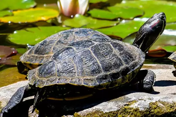 乌龟动物属性的要点和解读?解读乌龟动物属性需注意什么?插图3 乌龟动物属性的要点和解读?解读乌龟动物属性需注意什么?插图3