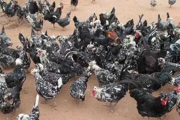 特种养殖简介?认识特种养殖要了解哪些关键的养殖范畴和发展要点?插图4 特种养殖简介?认识特种养殖要了解哪些关键的养殖范畴和发展要点?插图4