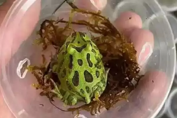 角蛙的饲养方法 ,饲养角蛙需要注意哪些方面插图13