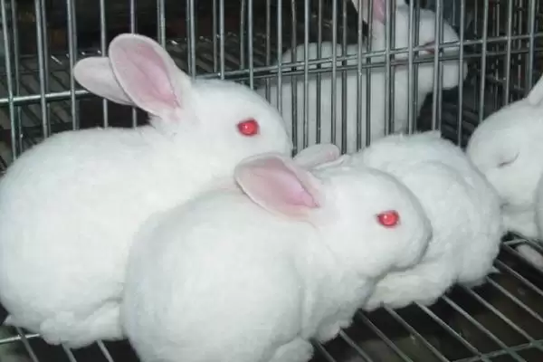 计算养殖兔子成本和利润的方法和重点?计算养殖兔子成本和利润要做好哪些细节?插图1 计算养殖兔子成本和利润的方法和重点?计算养殖兔子成本和利润要做好哪些细节?插图1