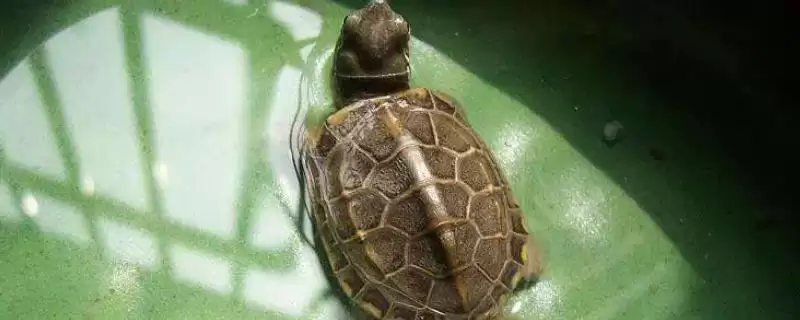 乌龟的正确饲养方法？饲养乌龟要掌握哪些涵盖饮食、环境和健康管理的要点？-会东网