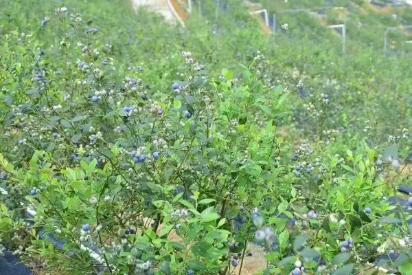 蓝莓价格昂贵的原因 ,蓝莓价格贵是因进口品种多吗?插图2 蓝莓价格昂贵的原因 ,蓝莓价格贵是因进口品种多吗?插图2