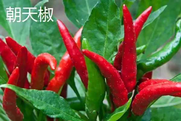 七星椒和朝天椒的区别剖析:品种和辣度不同的独特风味插图2 七星椒和朝天椒的区别剖析:品种和辣度不同的独特风味插图2
