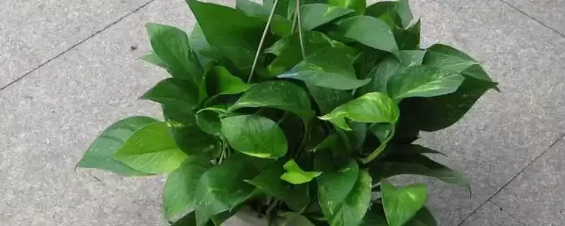 什么是绿萝？认识绿萝要了解哪些关键的植物形态和养护要点？-会东网