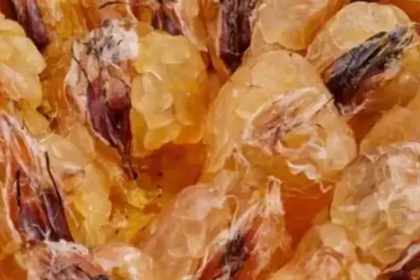 什么是雪蛤?了解雪蛤要知晓哪些关键的生物特性和药用价值?插图1 什么是雪蛤?了解雪蛤要知晓哪些关键的生物特性和药用价值?插图1