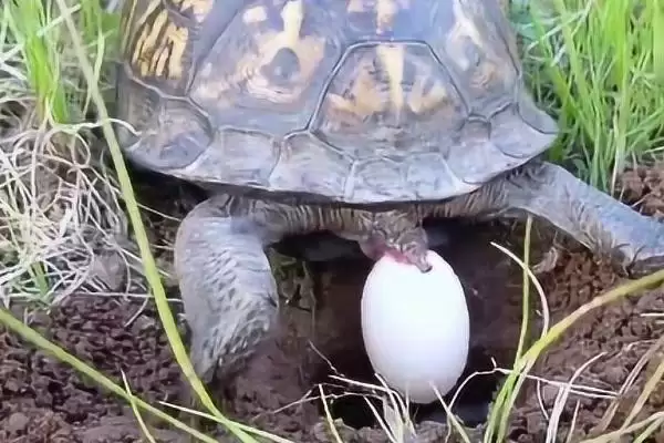 乌龟公母怎么区分?掌握乌龟公母区分技巧要知晓哪些从外观到行为的差异要点?插图3 乌龟公母怎么区分?掌握乌龟公母区分技巧要知晓哪些从外观到行为的差异要点?插图3