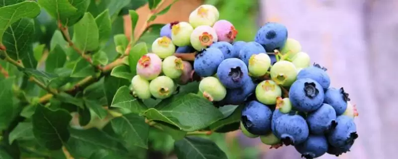 蓝莓的分类 ,蓝莓的南方和北方品种有何差异?-会东网