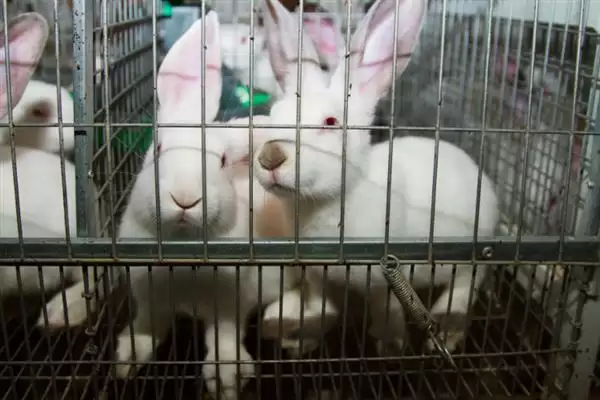 了解养兔所需条件的方法和重点?了解养兔所需条件要做好哪些细节?插图9 了解养兔所需条件的方法和重点?了解养兔所需条件要做好哪些细节?插图9