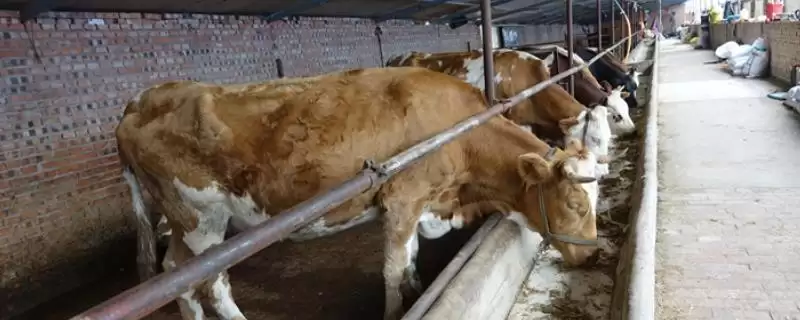 夏季牛采食量减少的应对方法和要点?应对夏季牛采食量问题需注意什么?-会东网