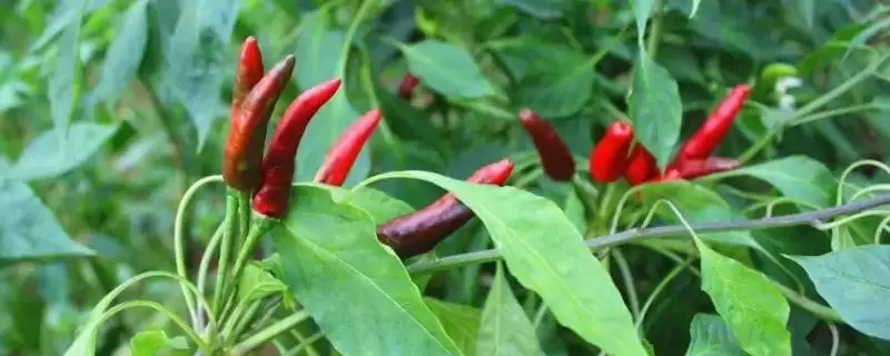 七星椒和朝天椒的区别剖析：品种和辣度不同的独特风味-会东网