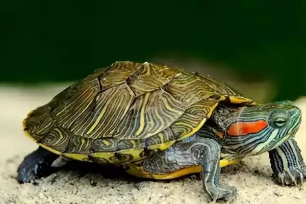 乌龟不吃龟粮的原因？探究乌龟不吃龟粮原因要考虑哪些乌龟习性、健康和食物因素？插图3